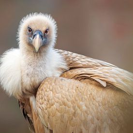 a griffon vulture in the morning at golden sunrise by Mario Plechaty Photography