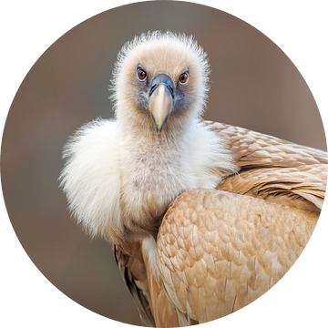 een vale gier in de ochtend bij gouden zonsopgang