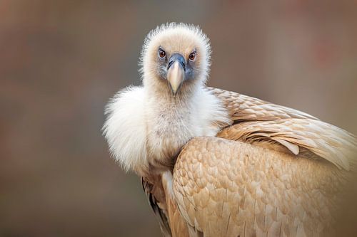 un vautour fauve le matin par un lever de soleil doré
