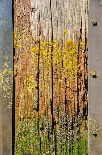 Wood, steel and lichen