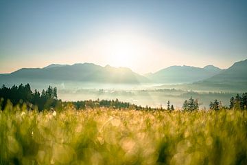 Ochtenddauw en zonsopgang in Allgäu van Leo Schindzielorz