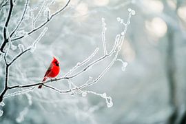 Christmas bird against a frosty background by Poster Art Shop