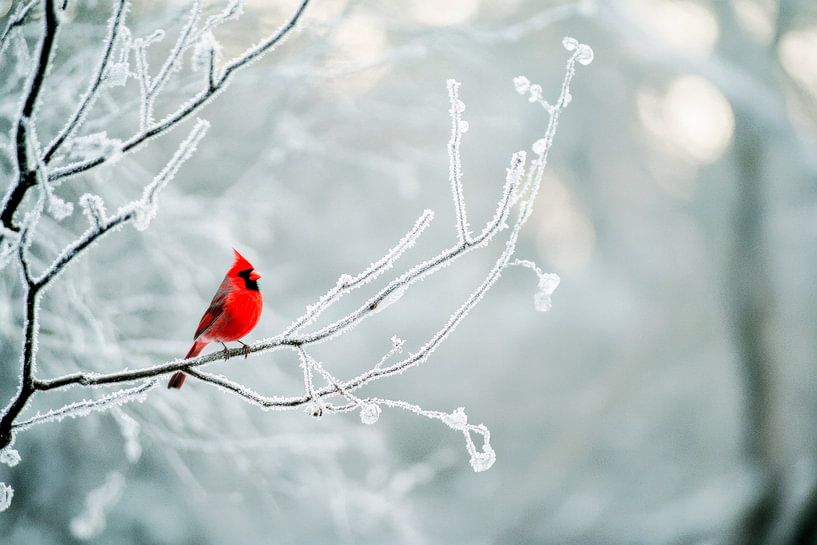 Christmas bird against a frosty background by Poster Art Shop