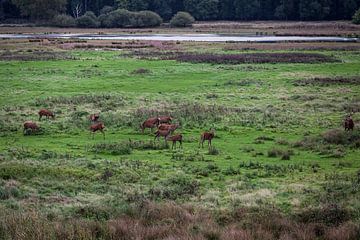 Les cerfs à l'âge du bronze sur Carola Schellekens