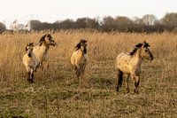 Konikpaarden
