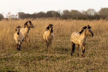 Les chevaux de Konik