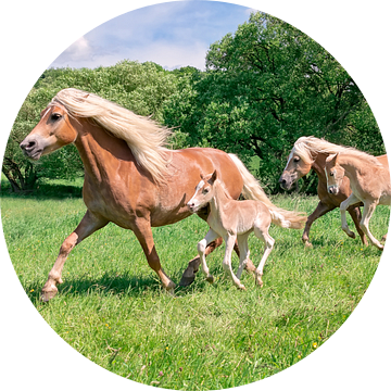 Haflinger paarden met rennende veulens van Katho Menden