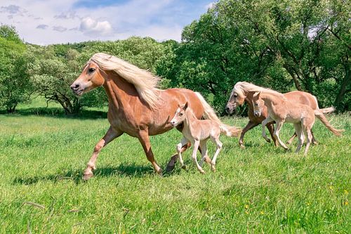Haflinger paarden met rennende veulens