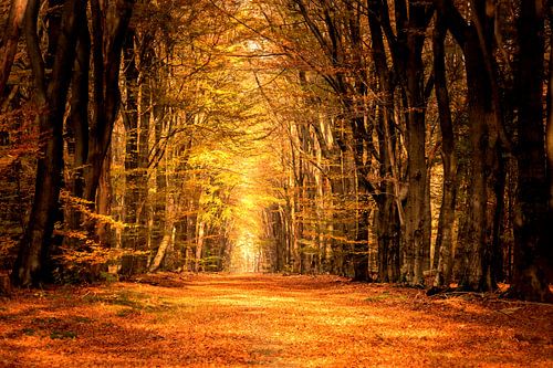 Pad door een beukenbos tijdens de herfst in natuurgebied de Veluwe
