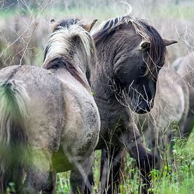 Konikspaarden in de Oostvaardersplassen van Richard Seijger