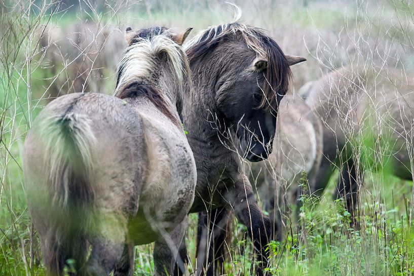 Konik-Pferde in den Oostvaardersplassen von Richard Seijger