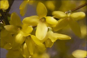 Frühling - Forsythie