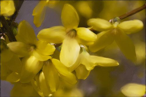 Lente - Forsythia