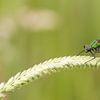 Green dragonfly by Bas Ronteltap