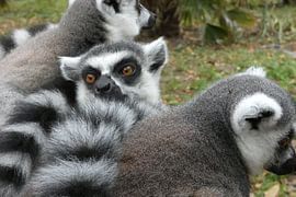 I'm Onto You by Sven Struik