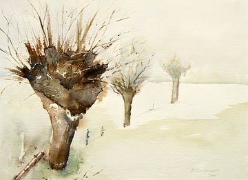 Knotwilg