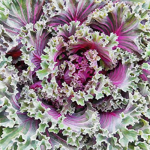 Chou vert et violet d'ornement 2