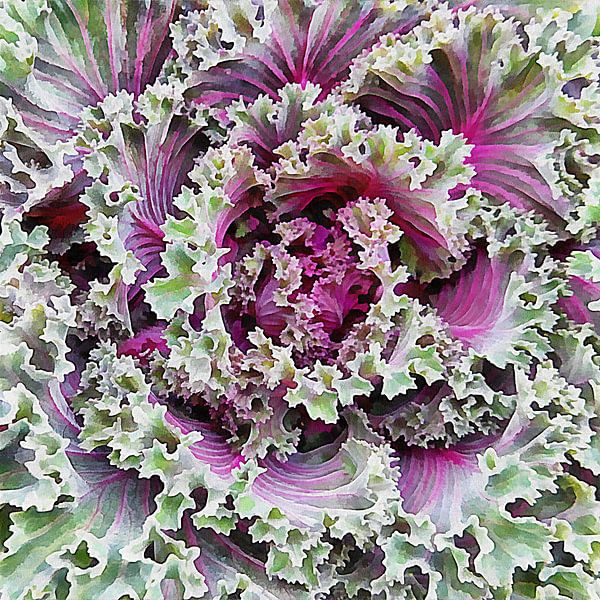Green and Purple Ornamental Kale 2 by Dorothy Berry-Lound