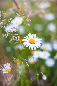 Witte veldbloemen in het hoge gras