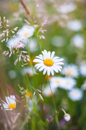 Flowering wildflowers in the high grass