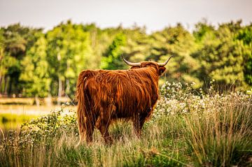 Beautiful Scottish Highlanders in the countryside by Bas Fransen