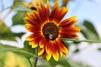 Rode zonnebloem
