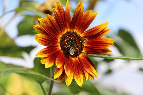 Red sunflower