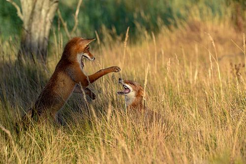 fighting young foxes
