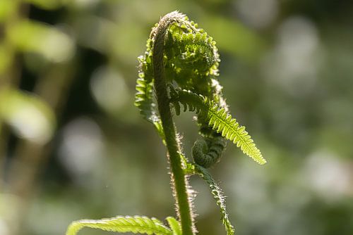 Budding fern