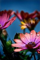 Rosa Blumen