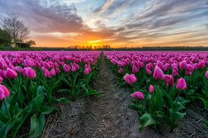 Zonsondergang bij Vogelenzang in de Bollenstreek (Noord-Holland) van Ardi Mulder