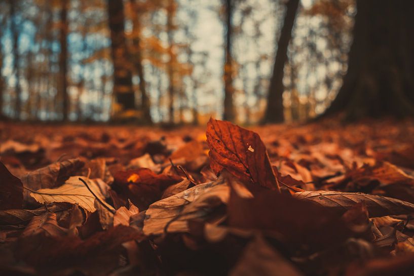 autumn by Dieter Emmerechts