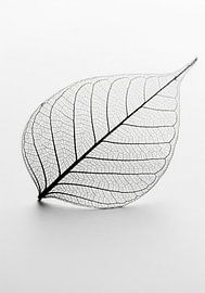 Skeletal Leaf on White Surface by Markus Gann