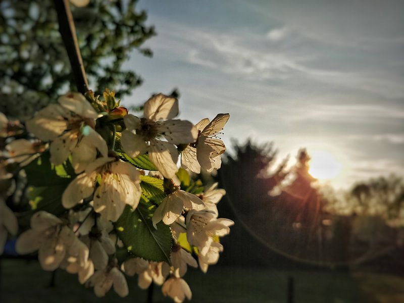 Blossom by Niels Klein Baltink
