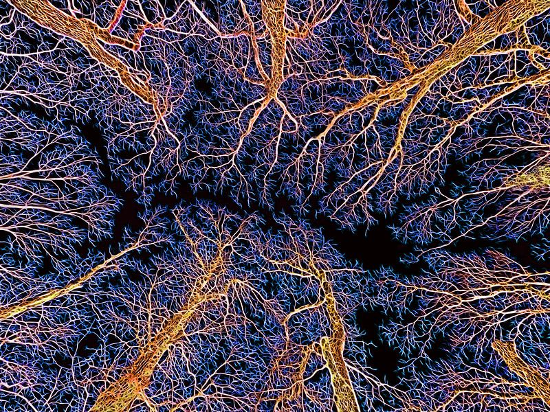 Nächtlicher Wald von Caroline Lichthart