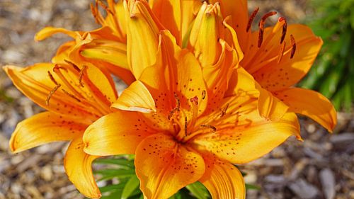 Bloemen in het wild tijdens een rondreis in Groot-Brittannië