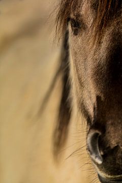 Portrait de cheval