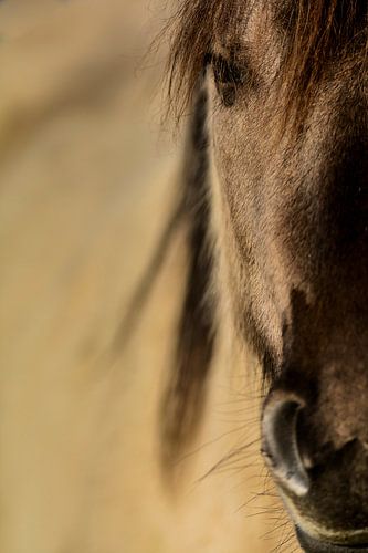 Portrait de cheval