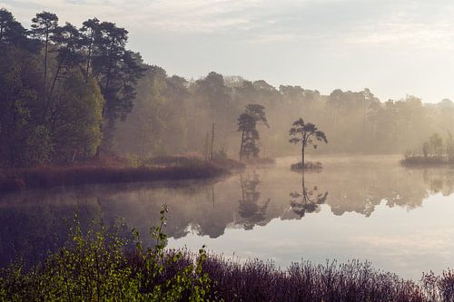 Goldener Nebel über dem Moor