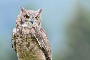 Owl by Berit Kessler