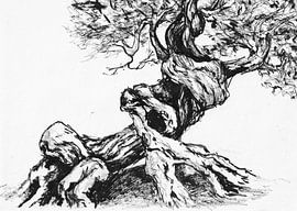 Old gnarled tree by Anita Snik-Broeken