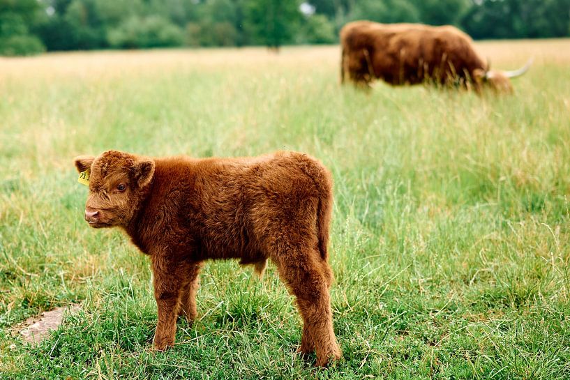Kind der Weide – Geborgenheit im Grünen von Momentaufnahme | Marius Ahlers