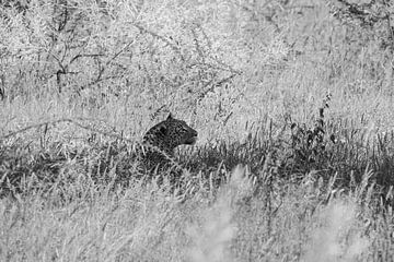 Luipaard in de schaduw | Etosha, Namibië van Jules Captures - Photography by Julia Vermeulen