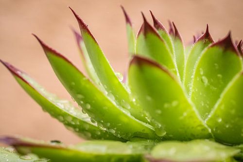 Succesvol met de regentropen