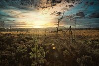 Heathland Border Park