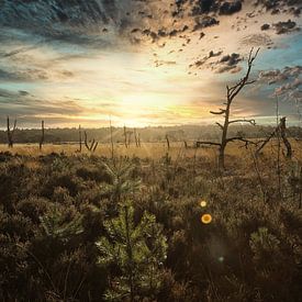 Heathland Border Park von Steven Couckuyt