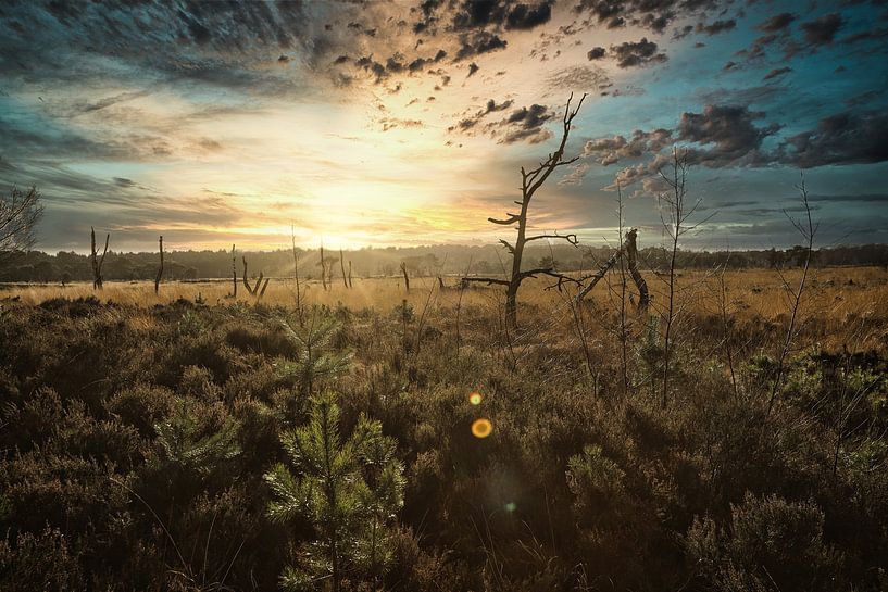 Heathland Border Park von Steven Couckuyt
