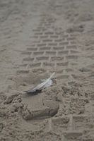Frühling auf Sand