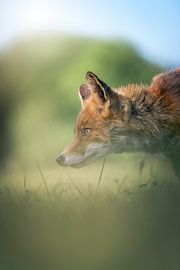 Fox looks ahead between the grass by Jolanda Aalbers