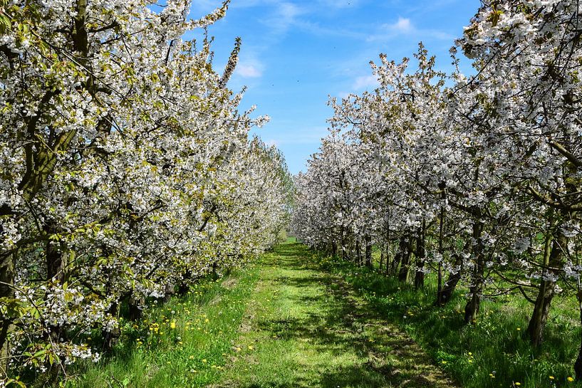 Wellen, Belgium by Jarne Buttiens